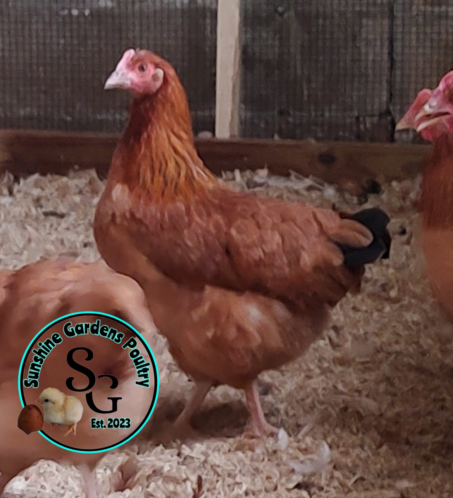 Black Tailed Red Marans (BTR): 4-6 Month Old Pullet