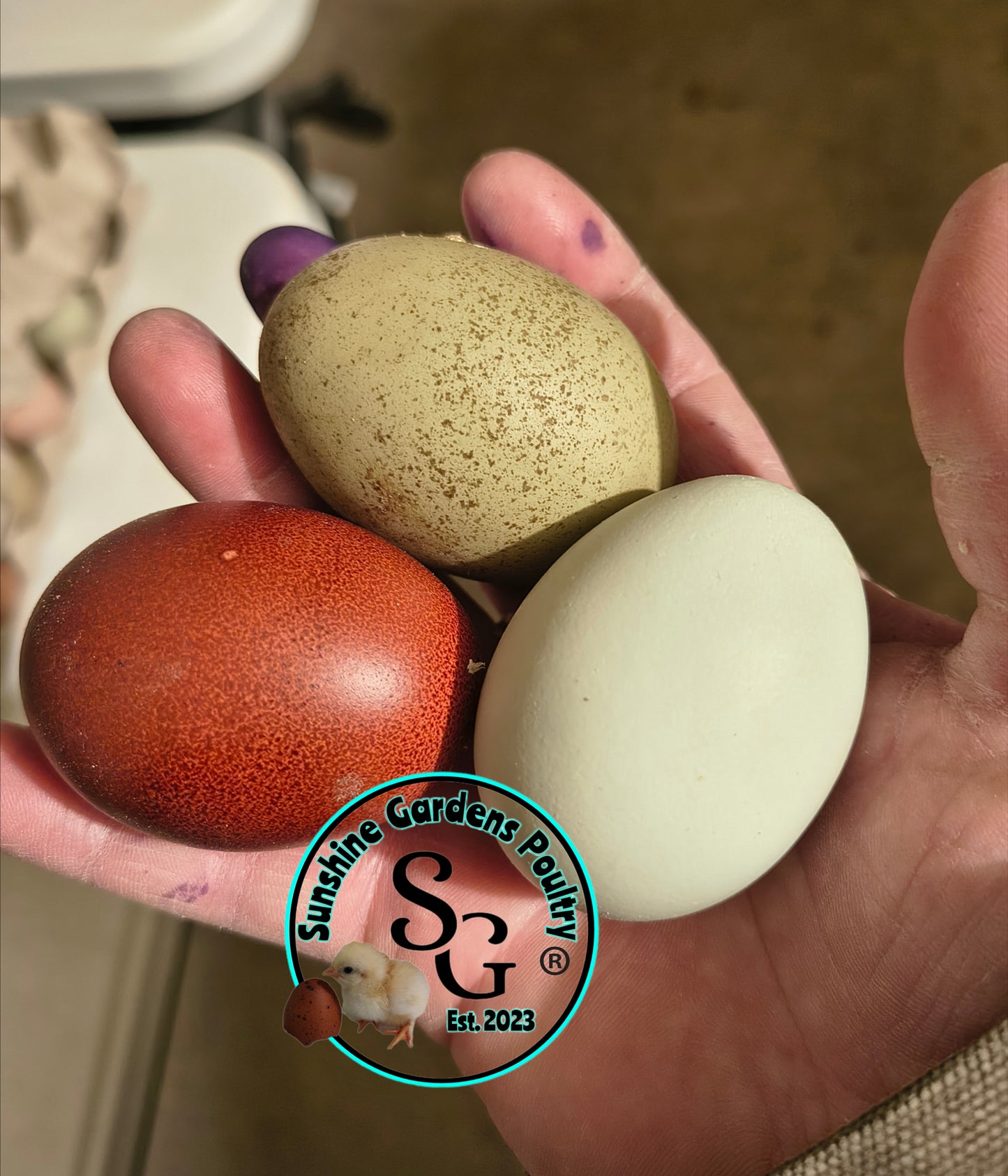 LOCAL PICK-UP Option: Rainbow Dozen - 12 Hatching Eggs*