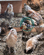 Blue Wheaten Ameraucana Pair: 1 Male/ 1 Female - LOCAL PICKUP ONLY
