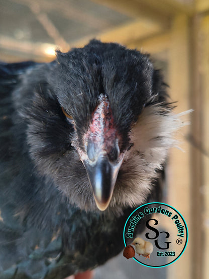 LOCAL PICK-UP Option: Christopher Lynn Rainbow Eggers (CLRE) - 12 Hatching Eggs*
