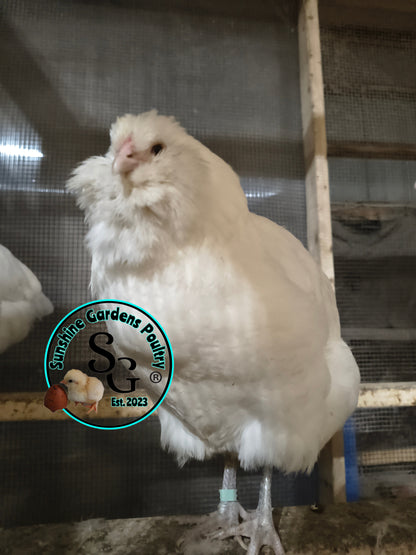 White Ameraucanas - Straight Run ONLY